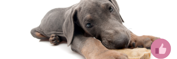 blue dobermann syndrom, blauer dobermann, blue dobermann, cda dobermann