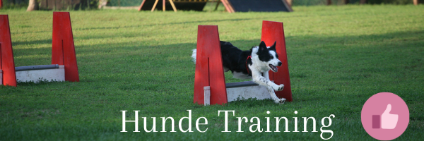 hunde training, agility, hunde erziehung