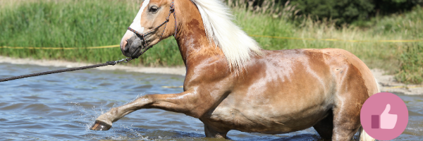 haflinger,, haflinger reiten, western haflinger, alpenquarter