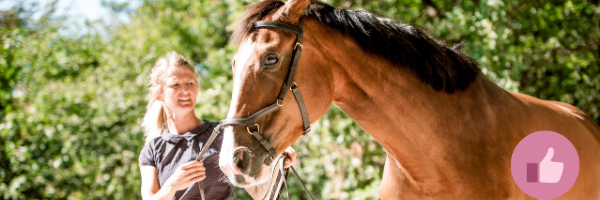 bodenarbeit, freiarbeit, pferd. horsemanship