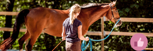 bodenarbeit, freiarbeit, pferd. horsemanship