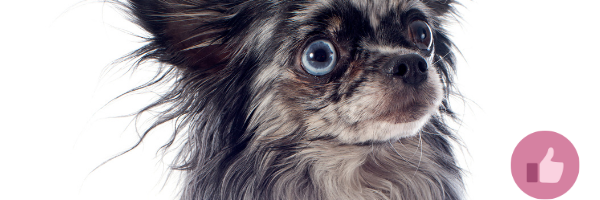 blauer chihuahua, chihuahua, welpejn,cda hund, dilute gen