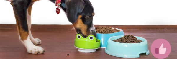 hundefutter, hundefutter wechsel, allergie hund