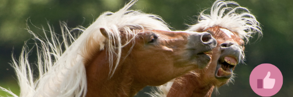 haflinger,, haflinger reiten, western haflinger, alpenquarter