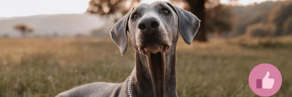 dobermann, blauer dobermann, blue dobermann, cda dobermann