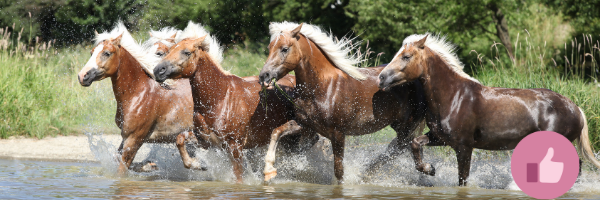 haflinger,, haflinger reiten, western haflinger, alpenquarter
