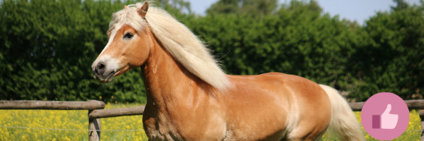 haflinger,, haflinger reiten, western haflinger, alpenquarter