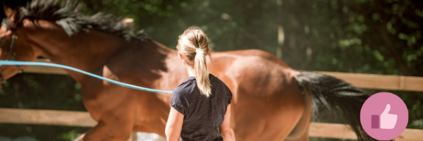 bodenarbeit, freiarbeit, pferd. horsemanship