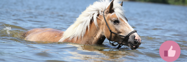 haflinger,, haflinger reiten, western haflinger, alpenquarter