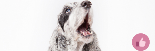 cdahund, cda, blue dobermann syndrom, blauer hund, blue dog