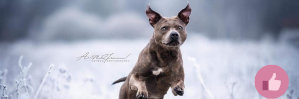 blueline, blueline pitbull, blue amstaff, bluenose, cdahund, cdagen, dilute