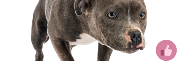 blueline pitbull, blueline, cdahund, bluedobermannsyndrom