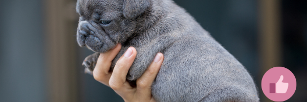 blauer frenchie, blue frenchie, blaue französische bulldogge, französische bulldogge