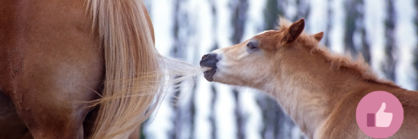 haflingerfohlen, haflinger, sporthaflinger, westernhaflinger