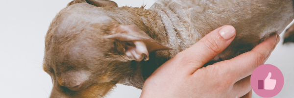 haare verlieren hund, hund juckreiz, allergie hund, cda