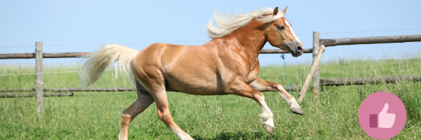haflinger,, haflinger reiten, western haflinger, alpenquarter