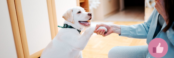 welpenkauf, welpen kauf, welpe anschaffung, golden retrieber welpe