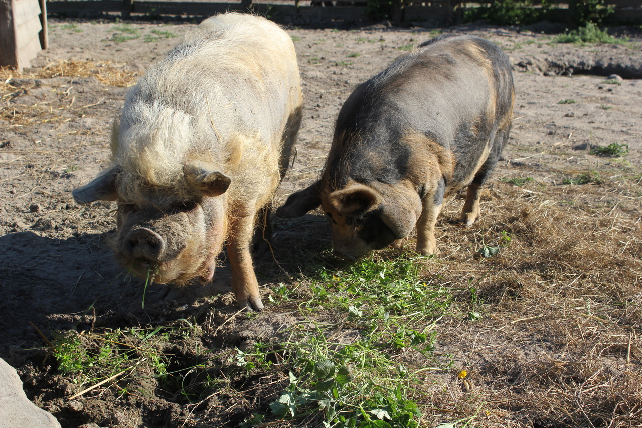Das Hausschwein der Maoris Haustierpark Lelkendorf, der