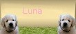 hier gehts zu Luna