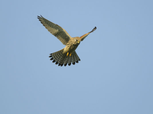 Der Turmfalke hat beim Rüttelflug seine Flügel weit ausgestreckt. Foto: Erhard Nerger 