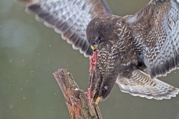 Der hungrige Bussard verspeist genüsslich seine Beute. Foto: Jürgen Hicke 