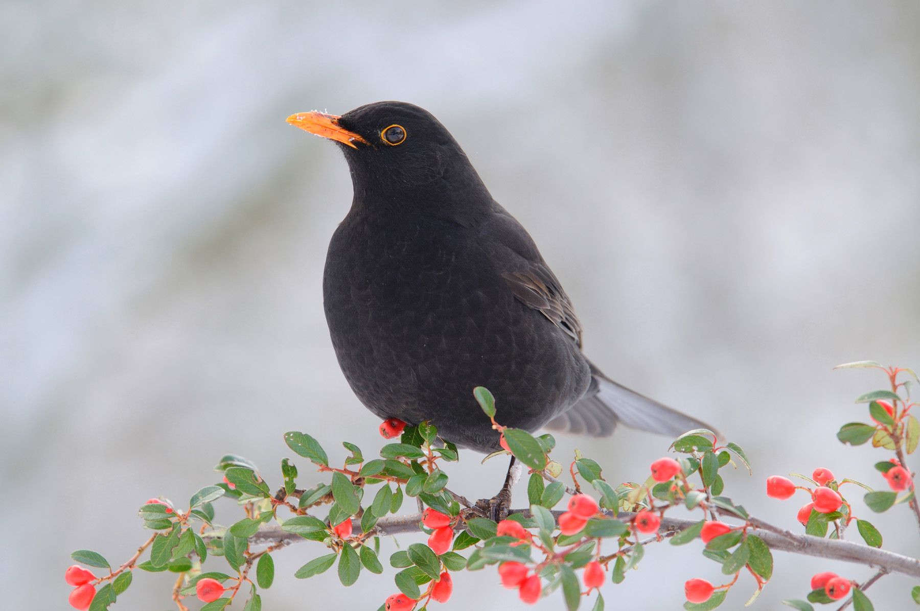 Foto: Erhard Nerger; Amsel