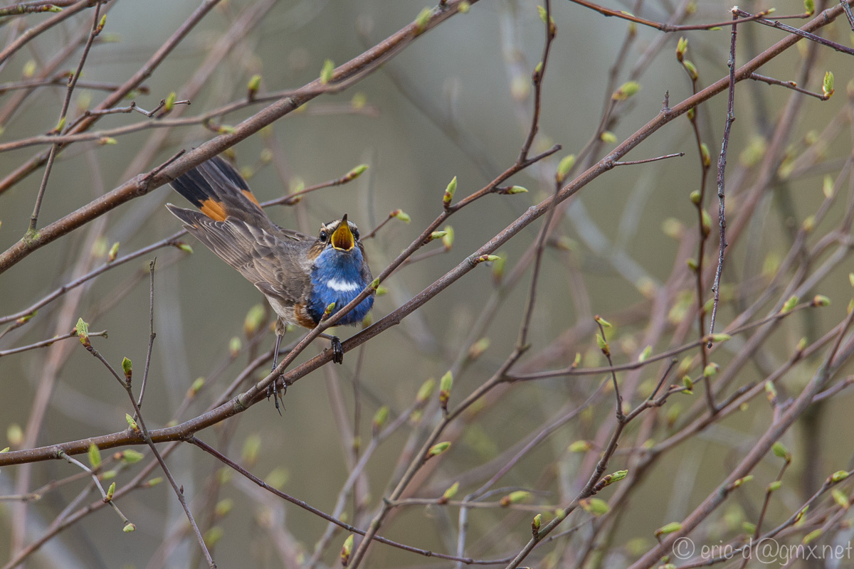 Foto: Eric Dienesch; Blaukehlchen