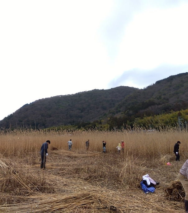 滋賀県・西の湖ヨシ刈り体験会のお知らせ