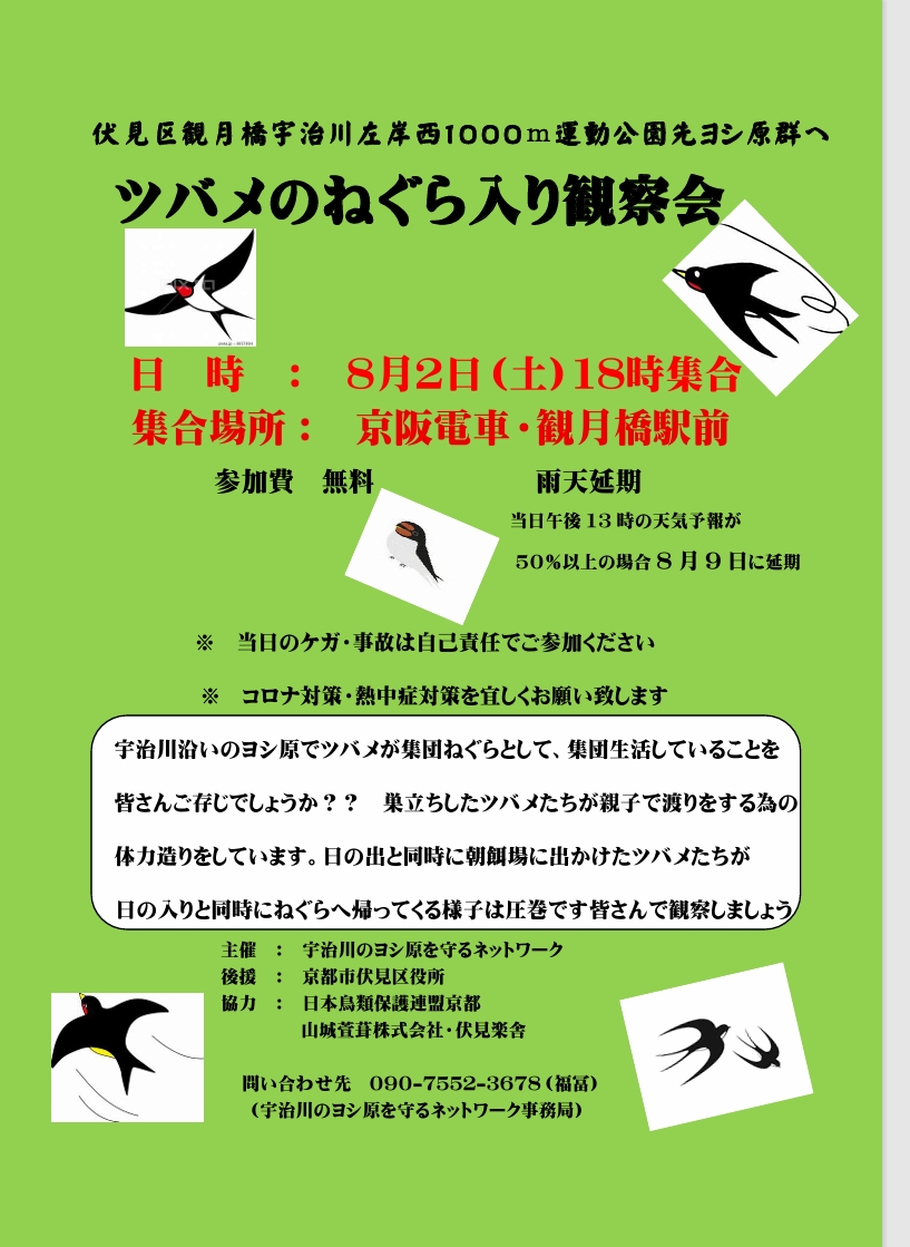 京都ヨシ原・ツバメのねぐら入り観察会のお知らせ