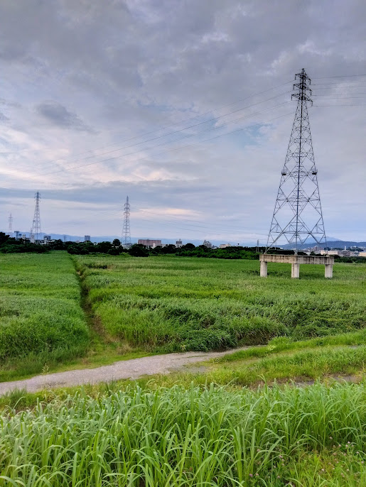 ７月のヨシ原から聞こえる声！