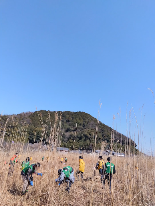 滋賀県・ヨシ刈りの様子