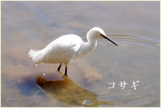 kosagi