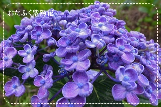 おたふく紫陽花
