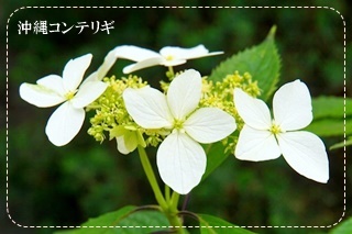 沖縄コンテリギ