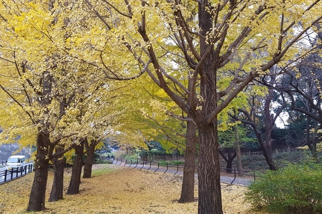 銀杏の絨毯