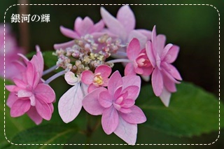 舞子アジサイ