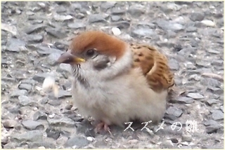 suzume