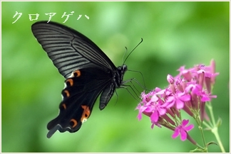 アゲハ蝶
