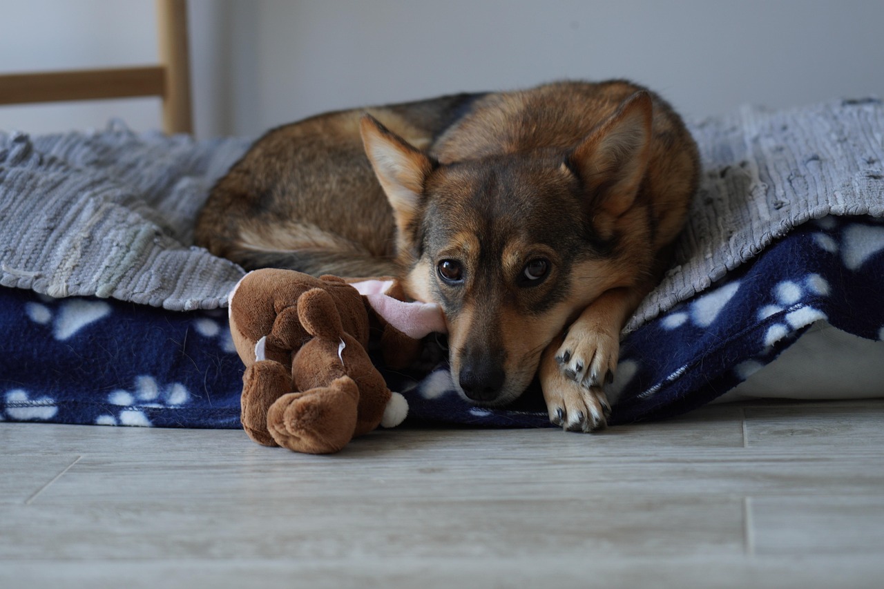 Benefits Of Crate Training Your Puppy/Dog