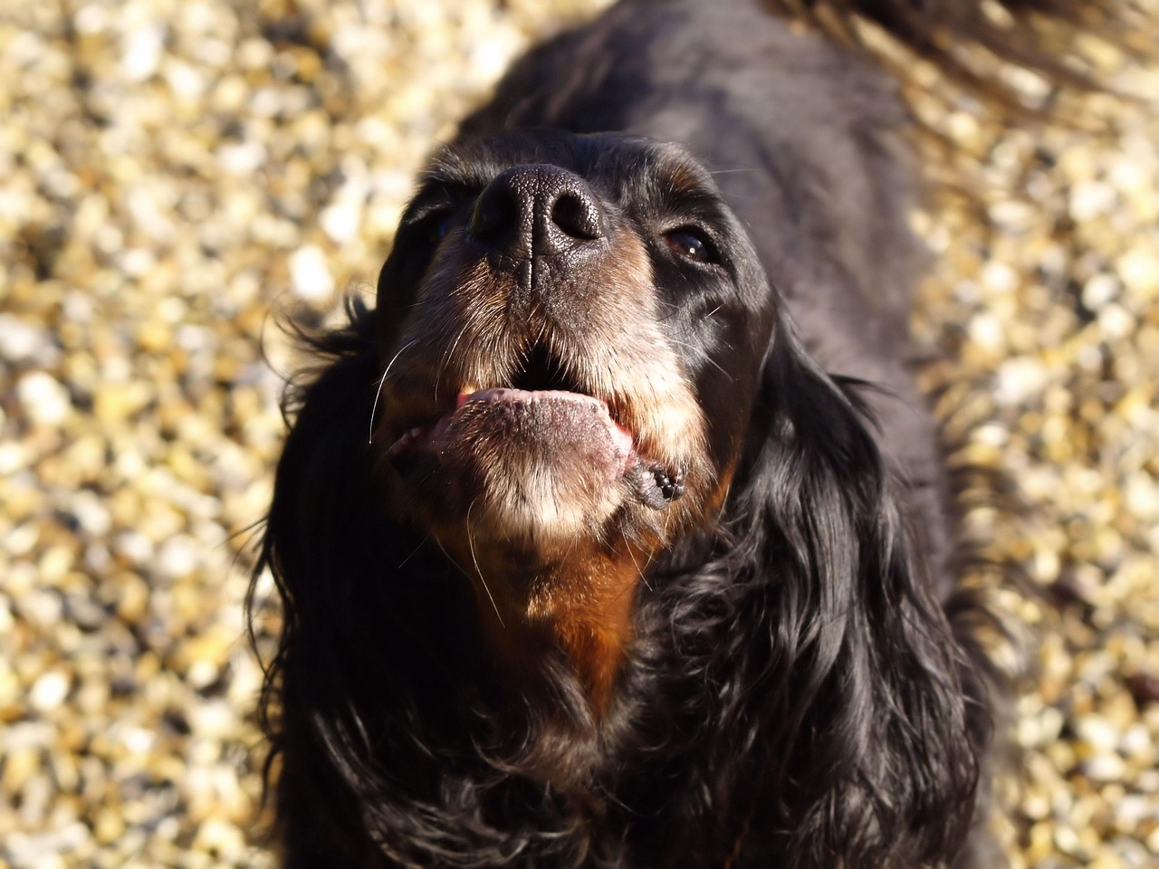 Why Does My Dog Keep Barking?