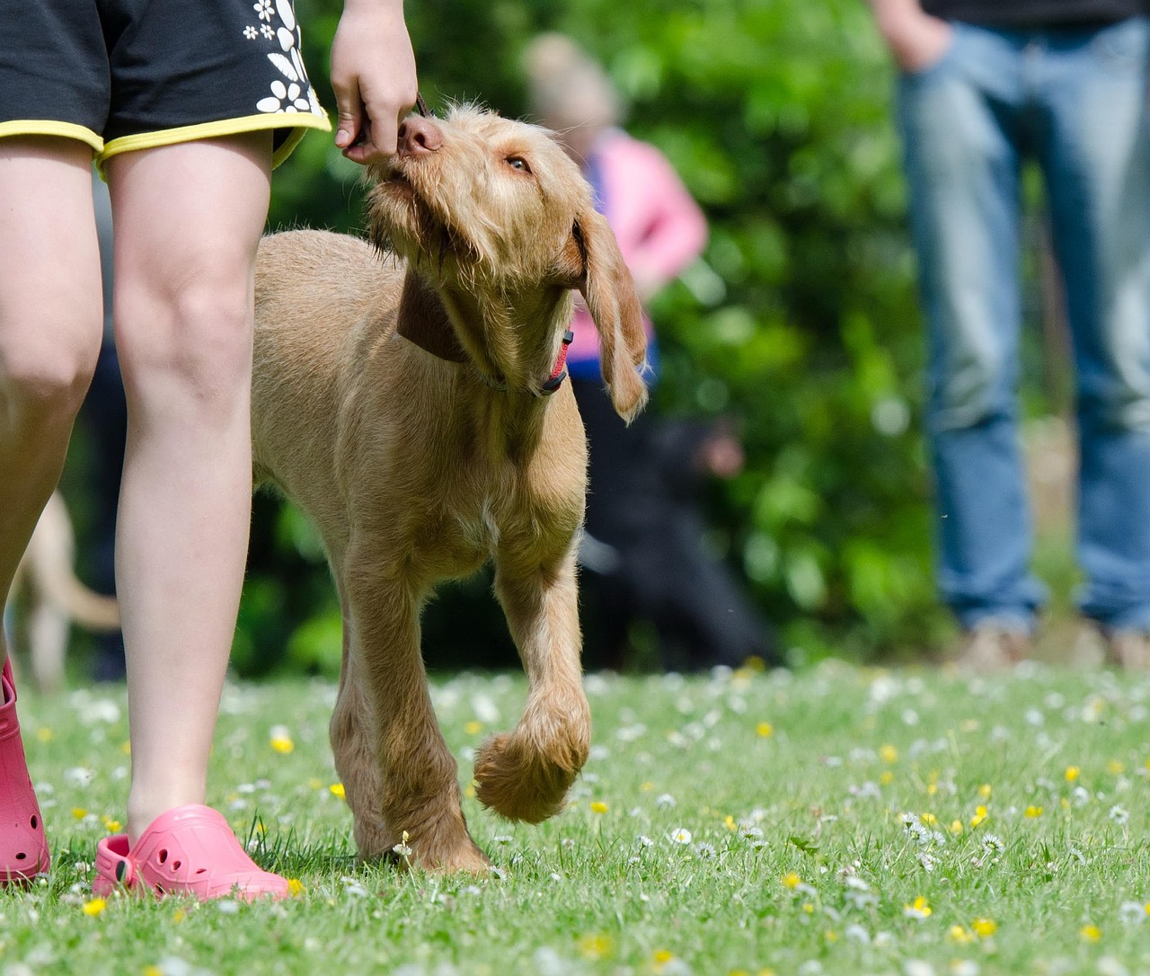 The Importance Of Timing With Cues & Treats When Training Your Dog