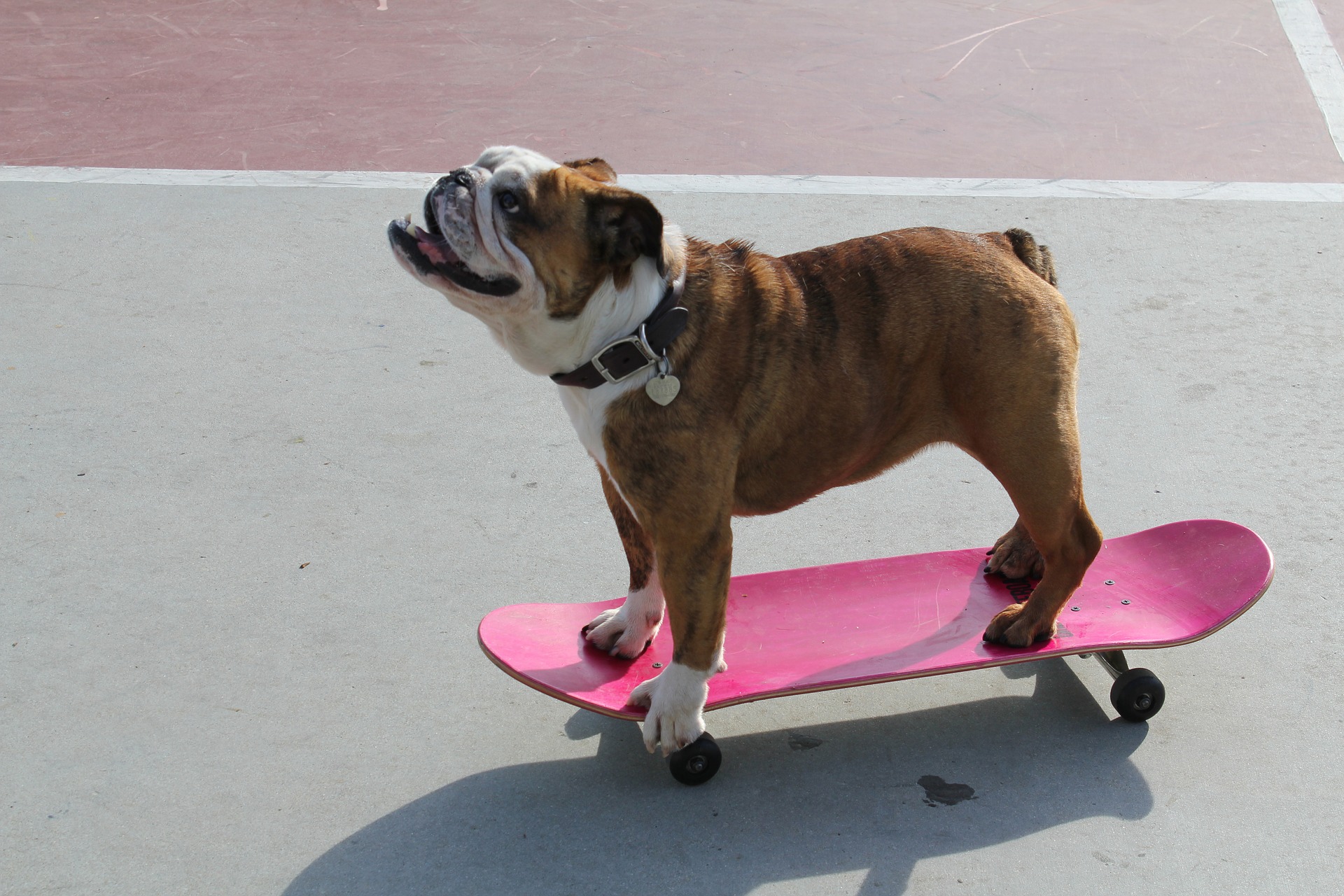Keep Your Training Sessions Short & Fun