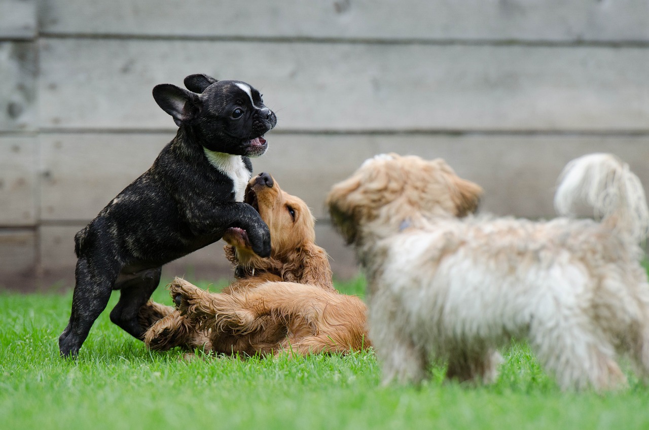 Does Dog Breed Specifics Really Matter When It Comes To Training & Health Care Needs?