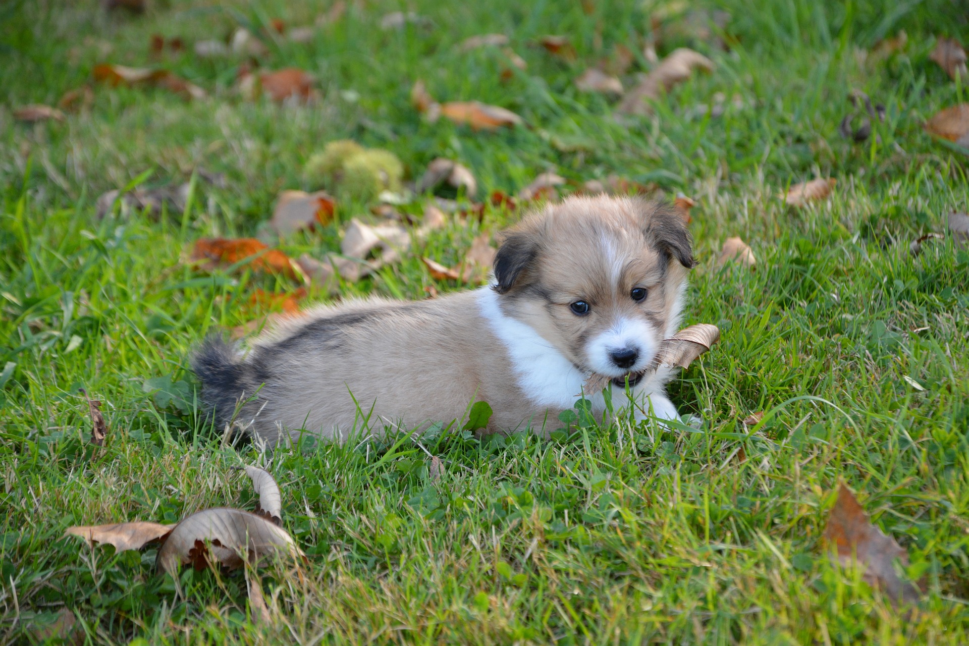 How Your Puppy Actually Learns
