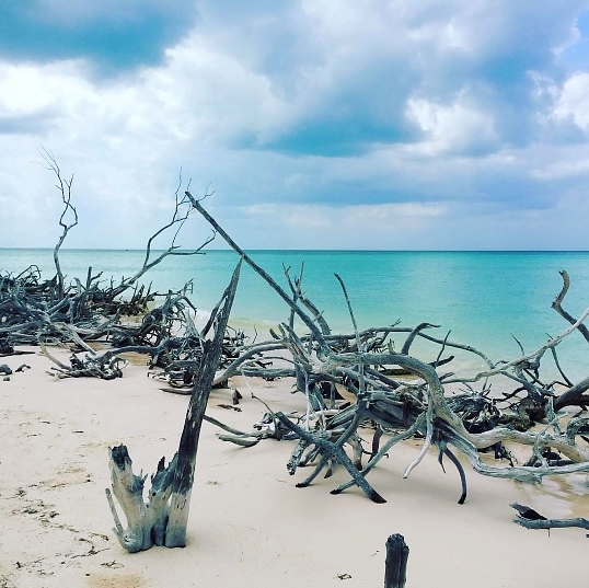Cayo jutias