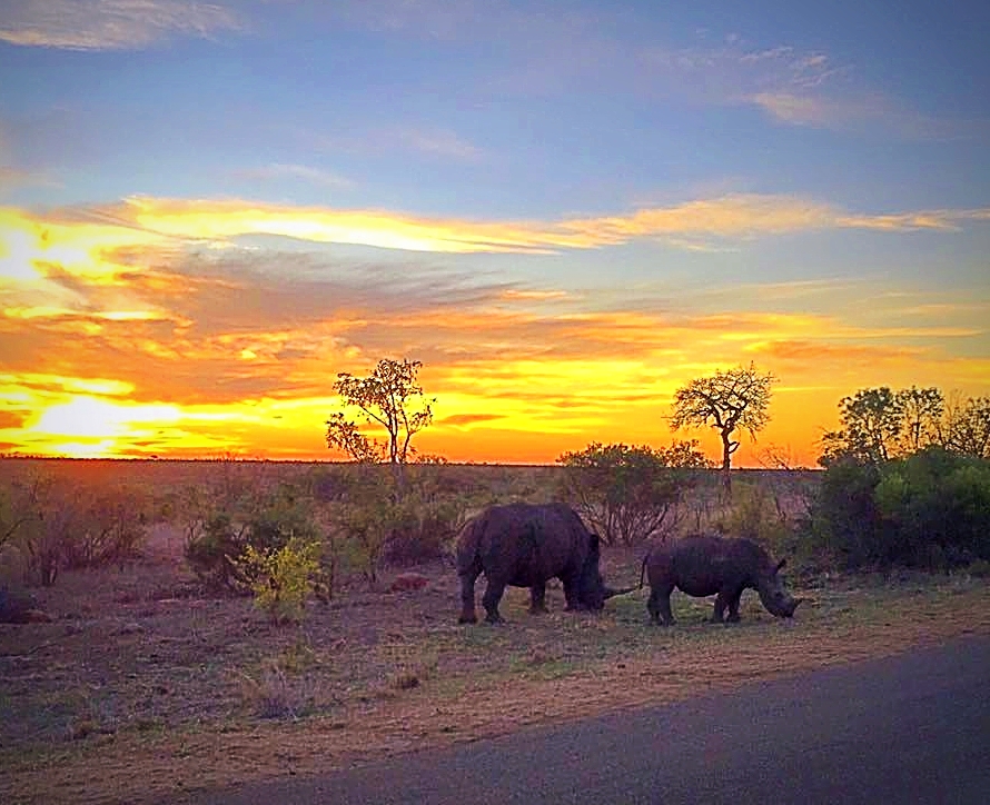Black Rhinos