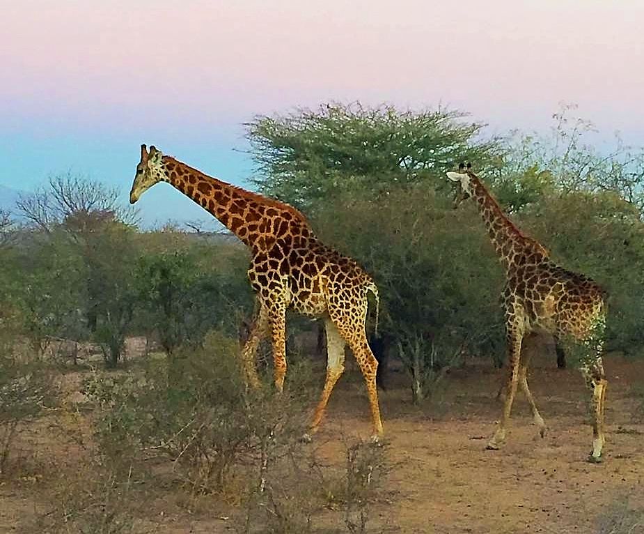 Girafes au petit matin