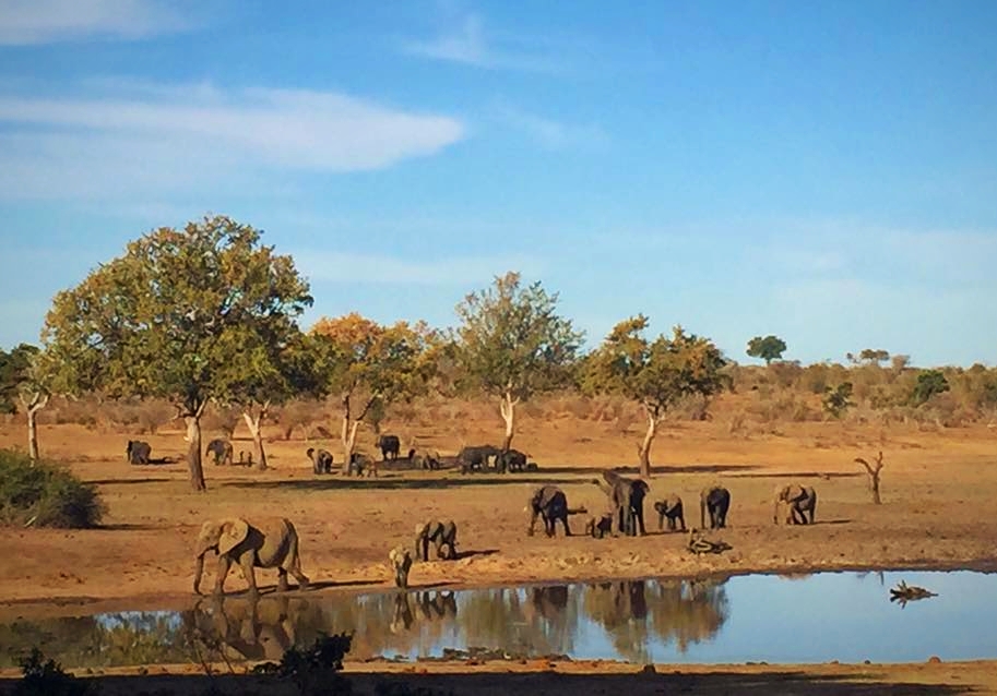 Elephants vers un point d'eau