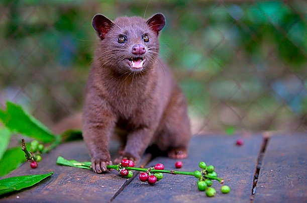 Un Luwak en plein repas