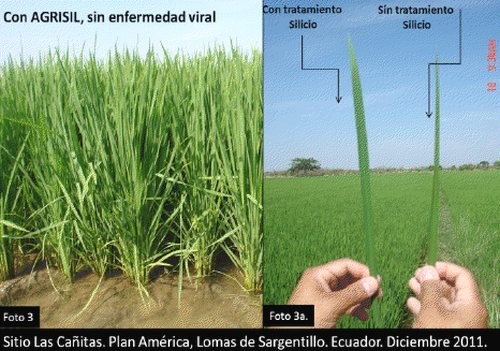 Expérience réalisée en décembre 2011 sur des tiges de roseaux dans un champ en Équateur. Les roseaux traités avec du silicium (Photo 3a, à gauche) ont résulté être plus forts que ceux qui n’avaient pas bénéficié du silicium (Photo 3a, à droite).
